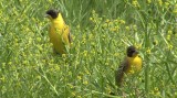 Video of Black-headed Bunting - Black-headed Bunting in very hot summer with water